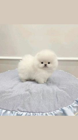 Pomeranian-Welpen (Boo) suchen ein neues Zuhause