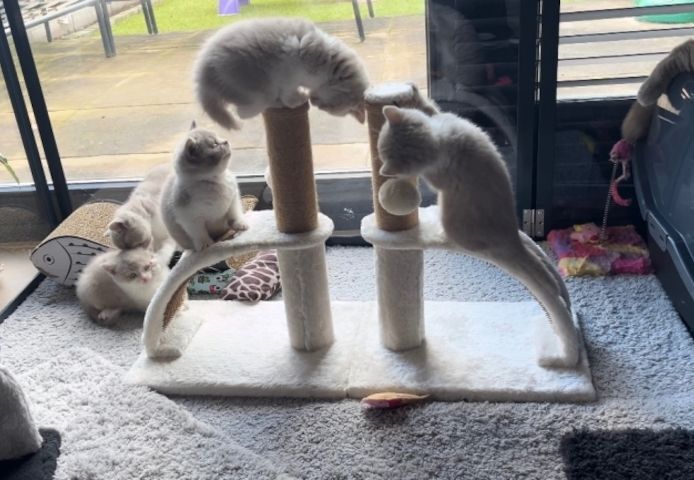 BHK Britisch Kurzhaar Rüden und Hündinnen