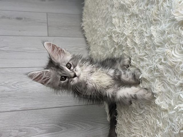 Zuckersüße MaineCoon kitten sitzen auf ihren gepackten köfferchen.