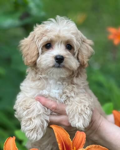 Maltipoo-Welpen zur Adoption