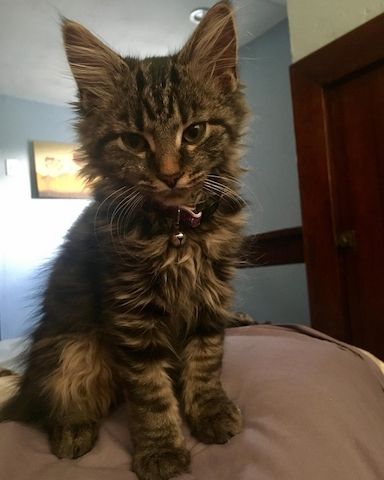 Maine-Coon-Kätzchen