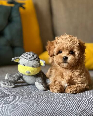 Maltipoo-Welpen zur Adoption