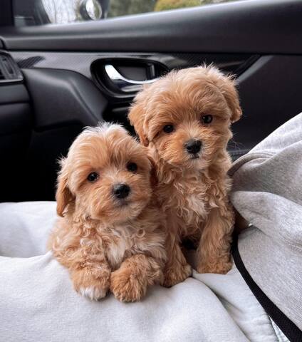 Maltipoo-Welpen zur Adoption