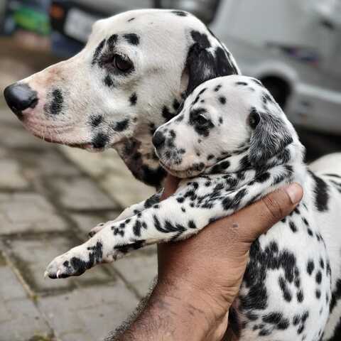 Dalmatian