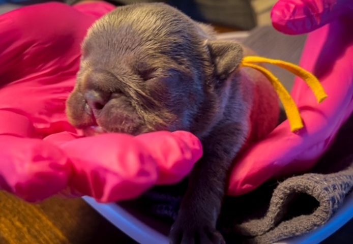 Frenchy Welpen Wunderschön - 4 Mädels und 1 Rüde