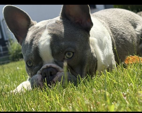 Frenchy Welpen Wunderschön - 4 Mädels und 1 Rüde