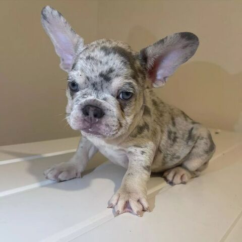 Französische Bulldogge