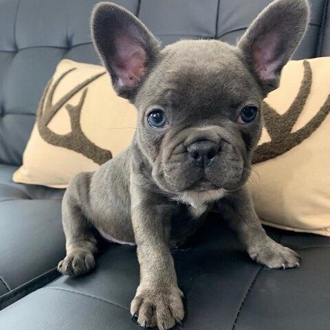 Französische Bulldogge