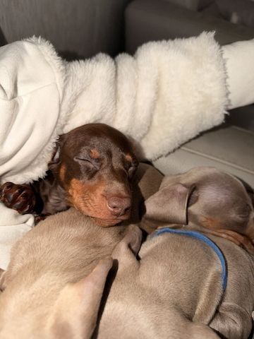 Zwergdackel abzugeben