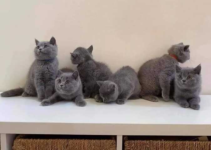 Britisch Kurzhaar-Wurf