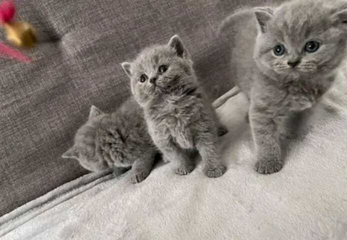 Britisch Kurzhaar-Wurf