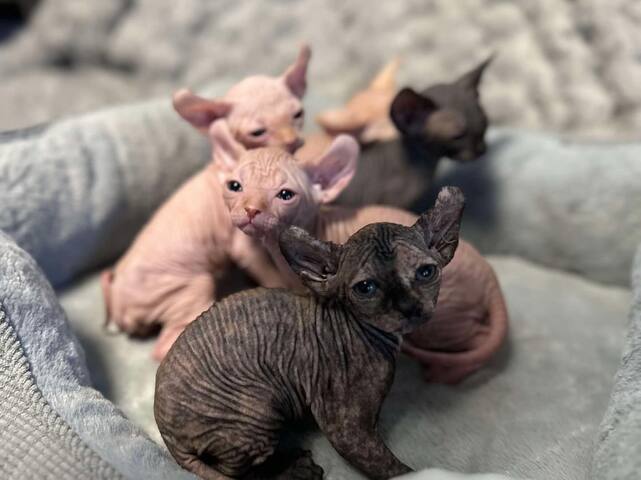 Sphynx-Kätzchen zu verkaufen