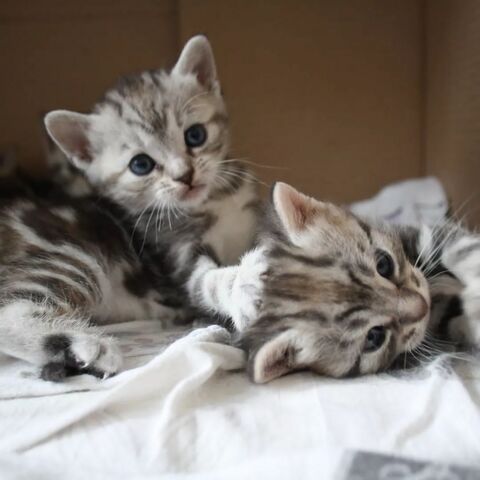 Europäische Kurzhaarkätzchen