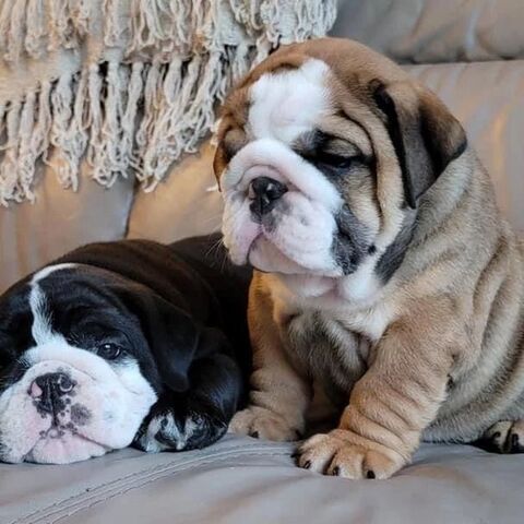 Englische Bulldogwelpen