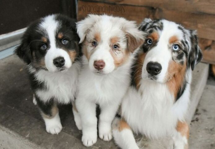 Australischer Schäferhund