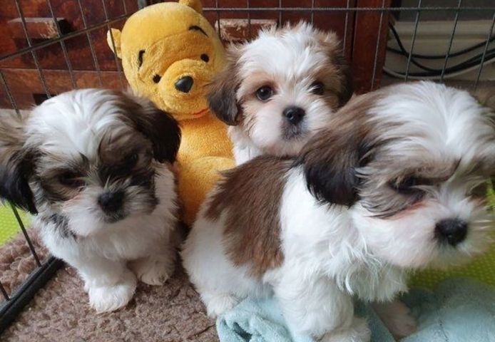 Shih-Tzu Welpen