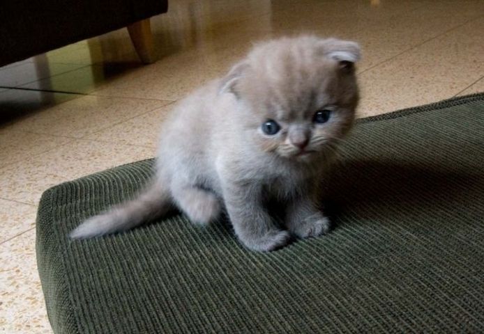 Britische Kurzhaar-Kätzchen zur Adoption