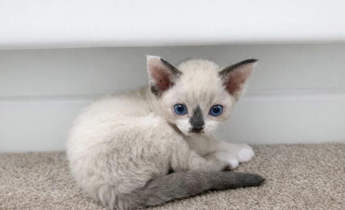 Wunderschöne Devon Rex-Kätzchen