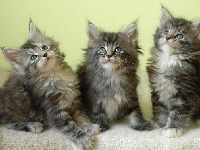 7 bezaubernde Maine-Coon-Kätzchen (reinrassig). 🐈‍⬛