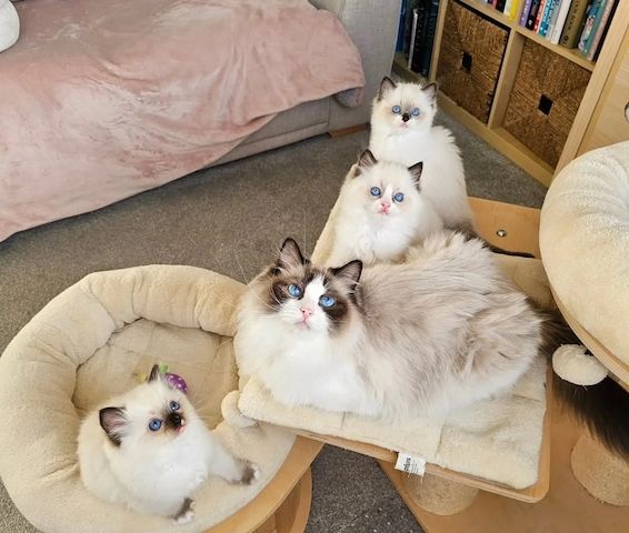 Wunderschöne Ragdoll-Kätzchen abzugeben