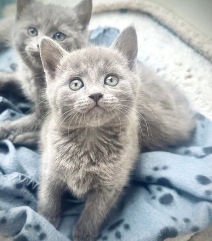 Atemberaubende Russisch Blau Kätzchen