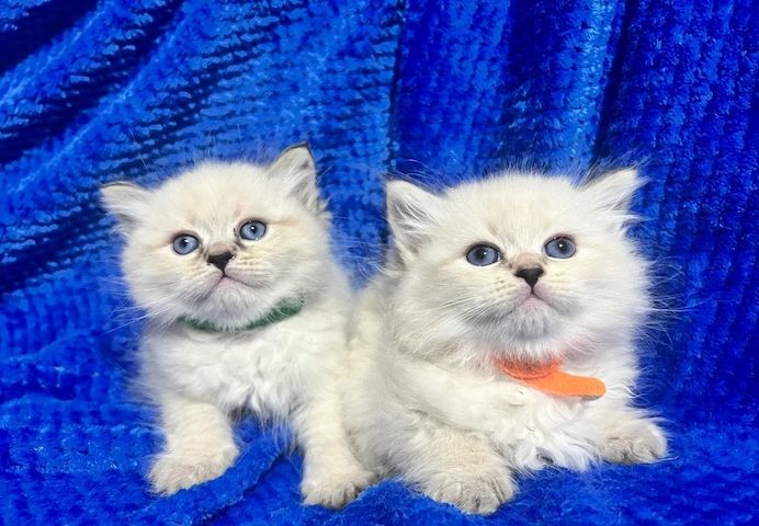 💎💎GCCF Sibirische Neva-Maskenball-Kätzchen💎💎