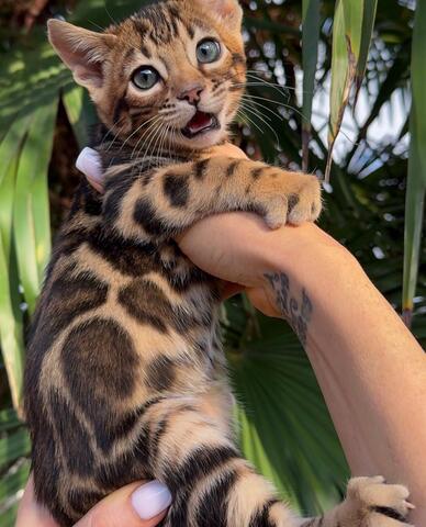 Trainierte Bengal-Kätzchen zu verkaufen