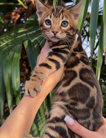 Trainierte Bengal-Kätzchen zu verkaufen