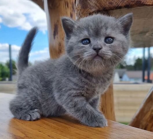 Graue Britisch Kurzhaar Katze
