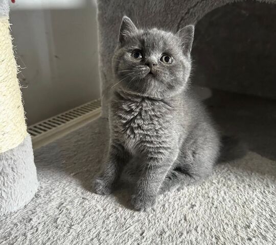 Britisch Kurzhaar (Gery)