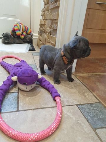 Französische Bulldoggenwelpen (mit Ahnentafel)