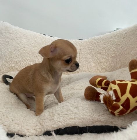 Chihuahua-Welpen zu verkaufen