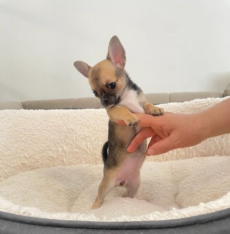 Chihuahua-Welpen zu verkaufen