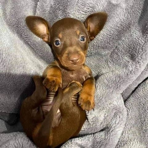 🐾 Ab sofort bereit – Wunderschöne, liebevoll aufgezogene Dackelwelpen | Eltern mit Ahnentafel 🐾