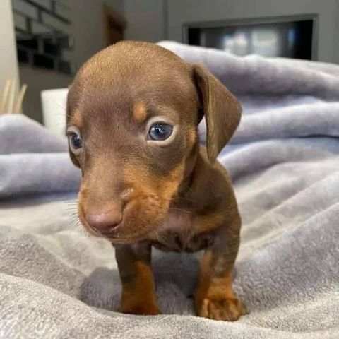 🐾 Ab sofort bereit – Wunderschöne, liebevoll aufgezogene Dackelwelpen | Eltern mit Ahnentafel 🐾