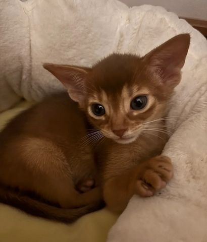 Zwei Abessinier kätzchen!!!