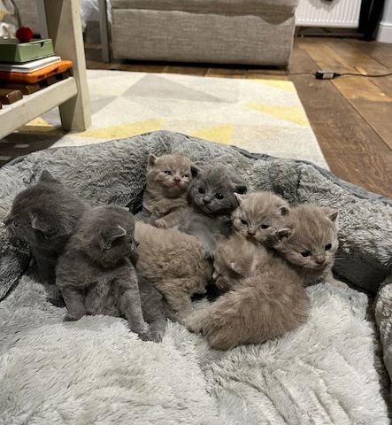 wunderschöne Britisch Kurzhaar