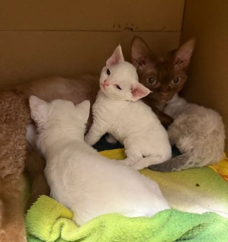 Wunderschöne Devon Rex-Kätzchen