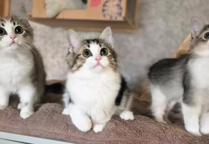 Munchkin-Kätzchen sind einfach bezaubernd