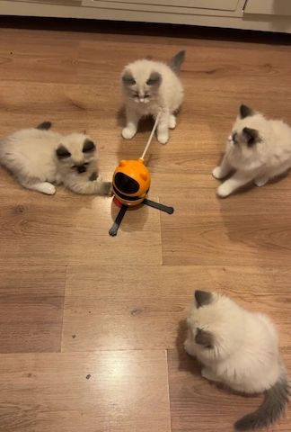 Reinrassige Ragdoll-Kätzchen