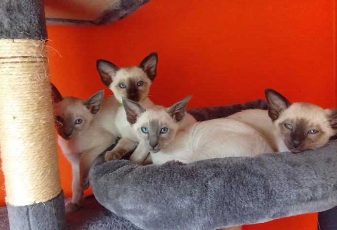 Wunderschöne Siamkätzchen!!