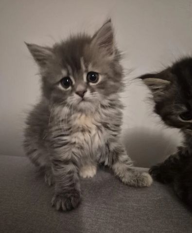 5 wunderschöne Sibirische Kätzchen