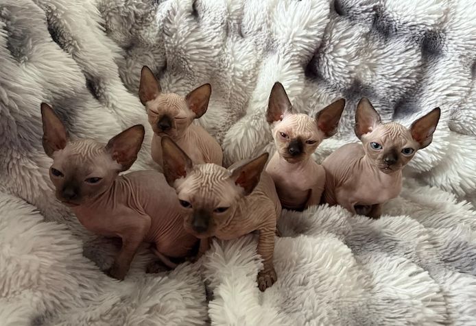 Kanadische Sphynx-Kätzchen sind ab sofort abgabebereit.