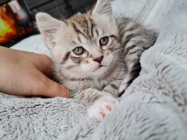 Maine Coon x Britisch Kurzhaar Traumkätzchen zu verkaufen