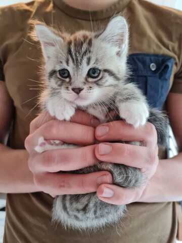 Maine Coon x Britisch Kurzhaar Traumkätzchen zu verkaufen