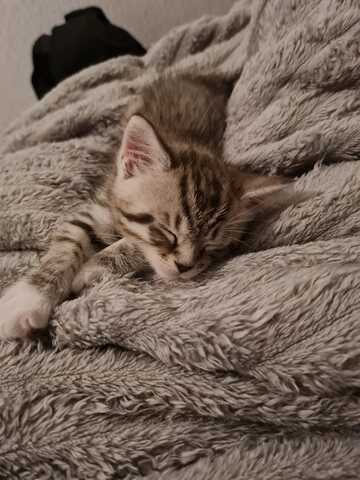 Maine Coon x Britisch Kurzhaar Traumkätzchen zu verkaufen