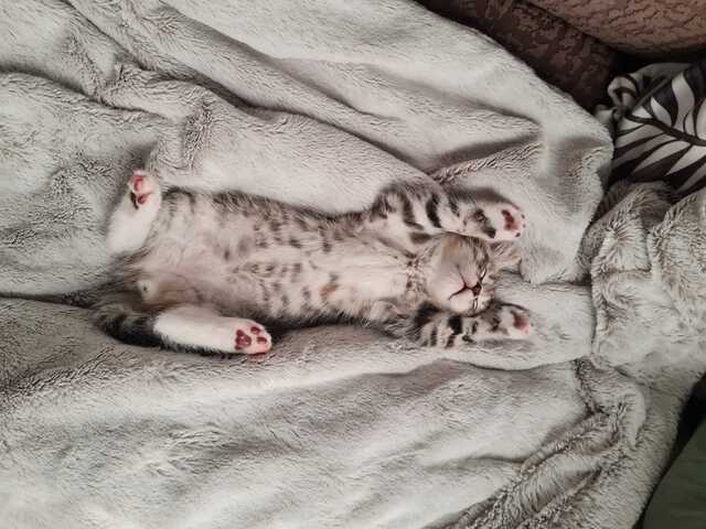 Maine Coon x Britisch Kurzhaar Traumkätzchen zu verkaufen