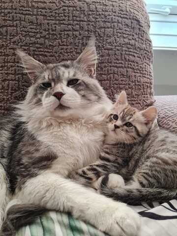 Maine Coon x Britisch Kurzhaar Traumkätzchen zu verkaufen