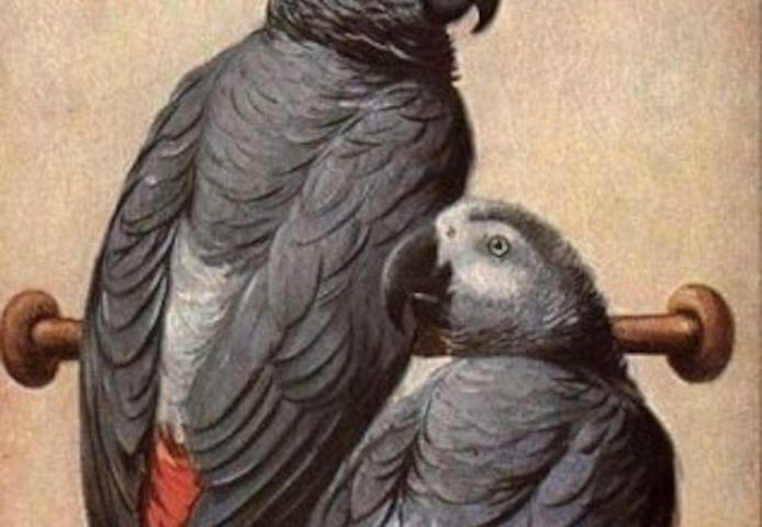 Niedliche Papageien zu verkaufen: Graupapageien, Aras und Kakadus.