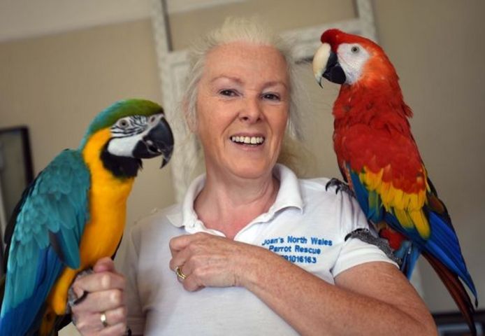 Niedliche Papageien zu verkaufen: Graupapageien, Aras und Kakadus.